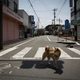 Image for article titled The cars of the Fukushima Nuclear Exclusion Zone